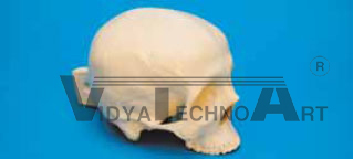 Skull, with holder, hollow